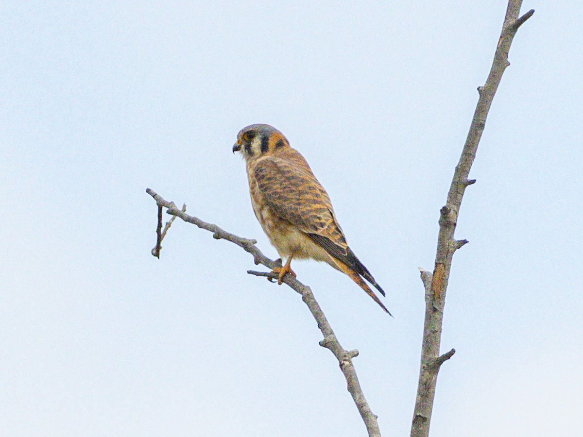 בז אמריקני - ML644737966