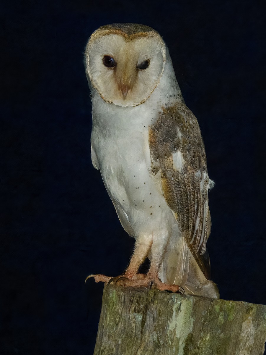 תנשמת מזרחית (מזרחית) - ML644737969