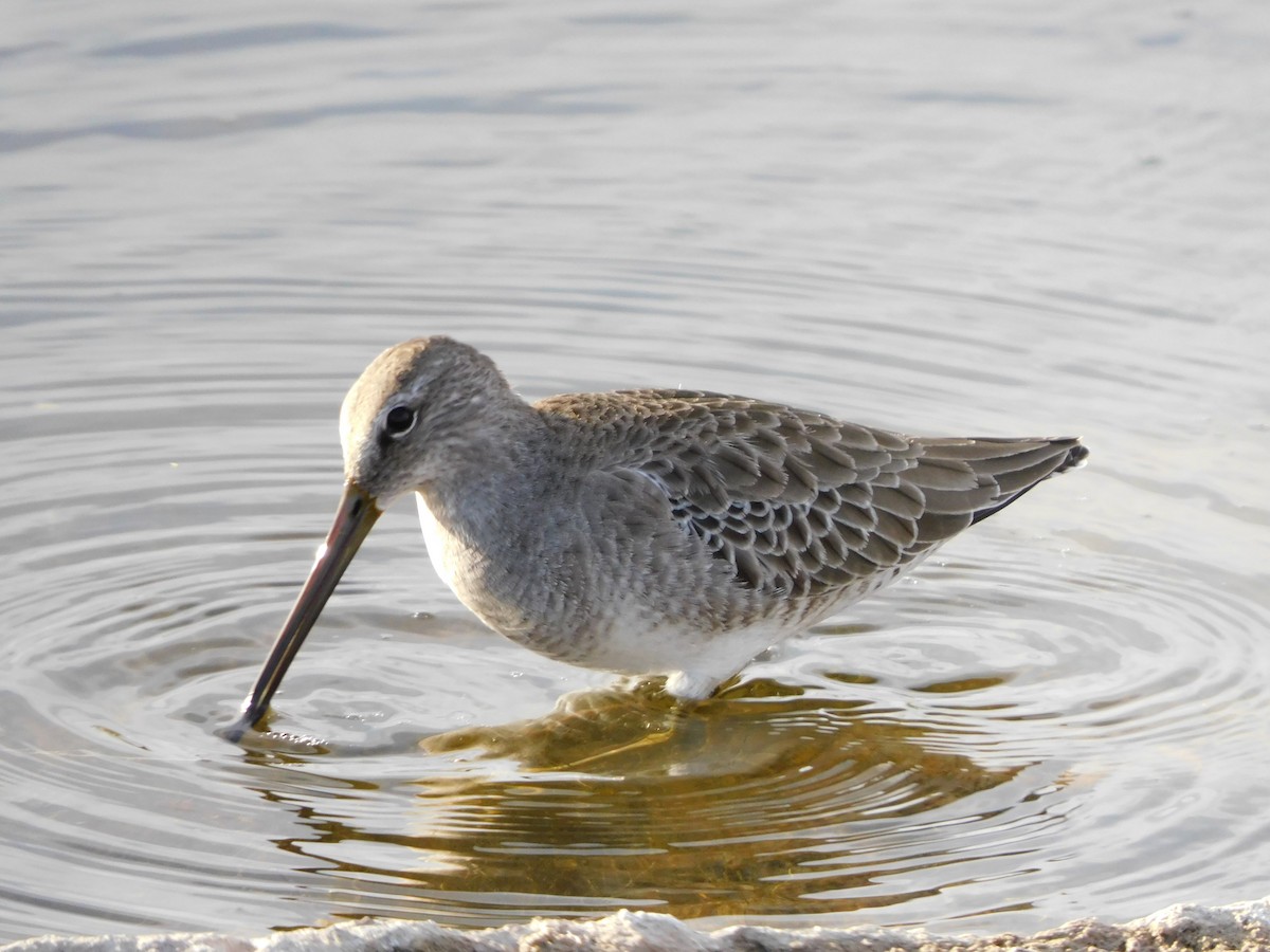 Bécassin à long bec - ML644737970