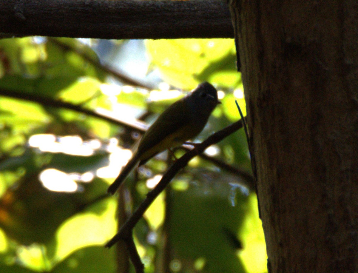 方尾鶲 - ML644737973