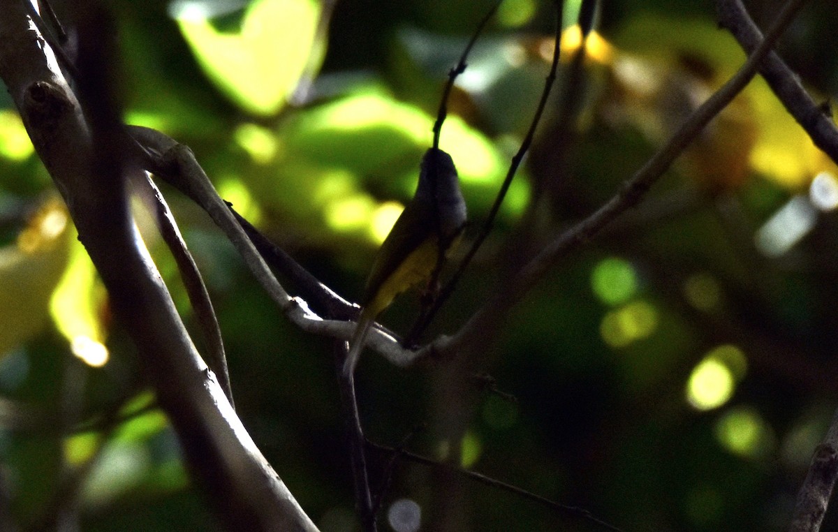 方尾鶲 - ML644737974