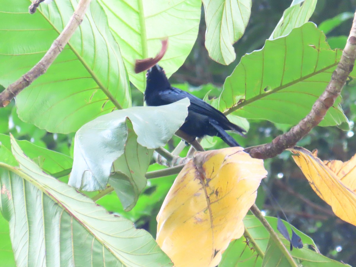 Greater Racket-tailed Drongo - ML644737978