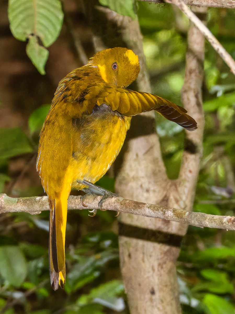 Golden Bowerbird - ML644737982