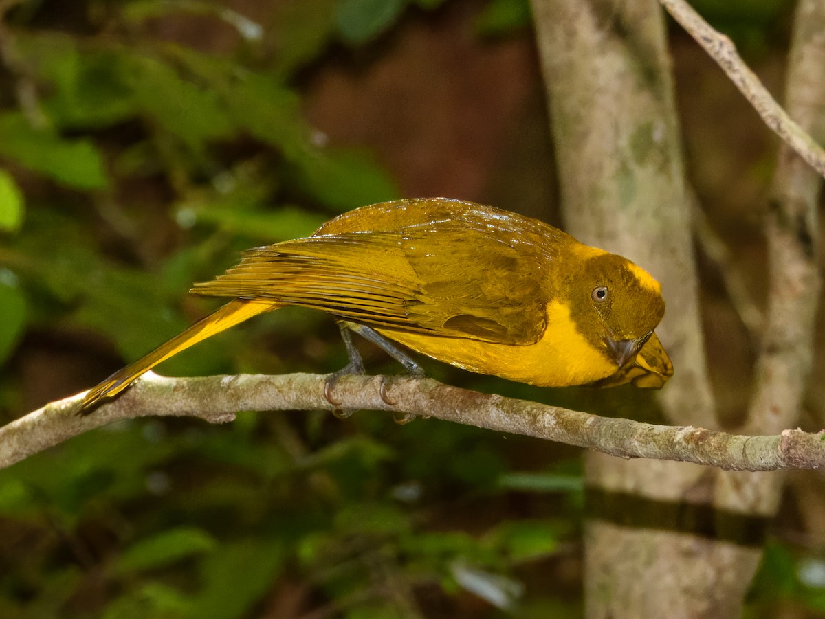 Säulenlaubenvogel - ML644737983