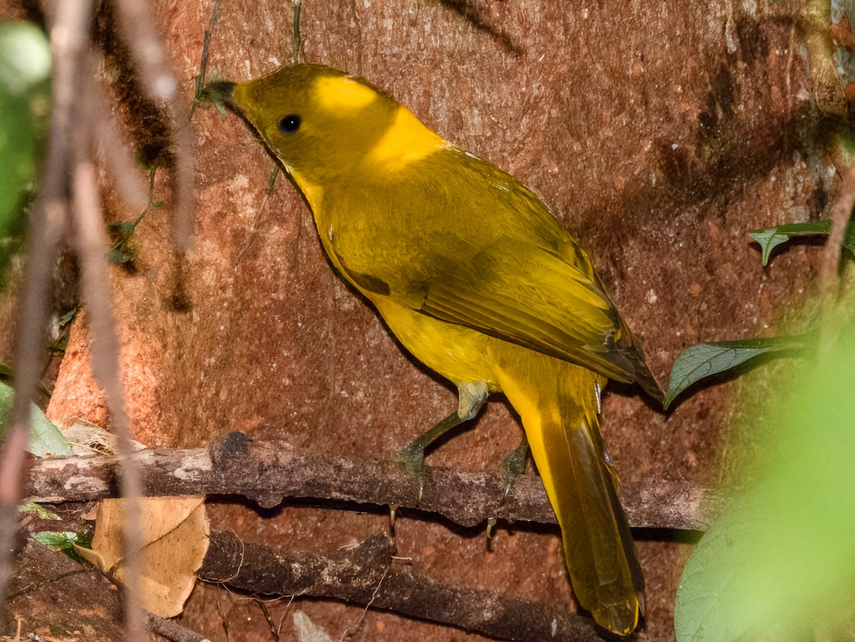 Golden Bowerbird - ML644737984