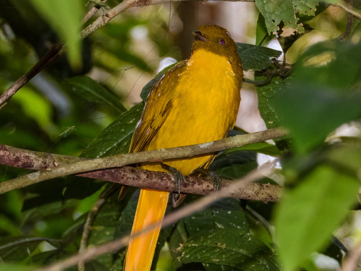 Golden Bowerbird - ML644737985