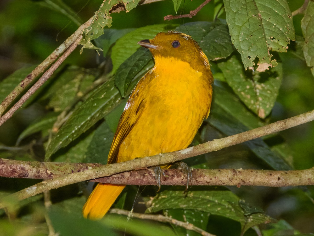 Golden Bowerbird - ML644737986