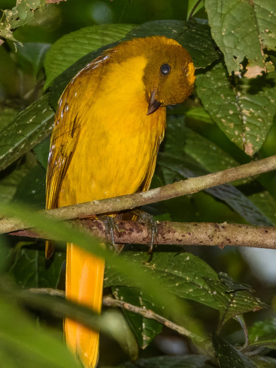 Golden Bowerbird - ML644737987