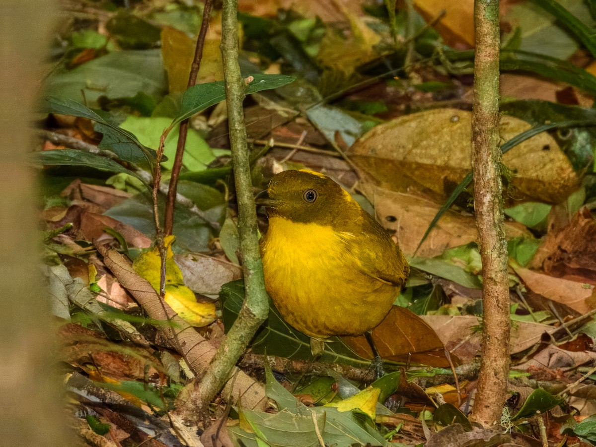 Säulenlaubenvogel - ML644737988