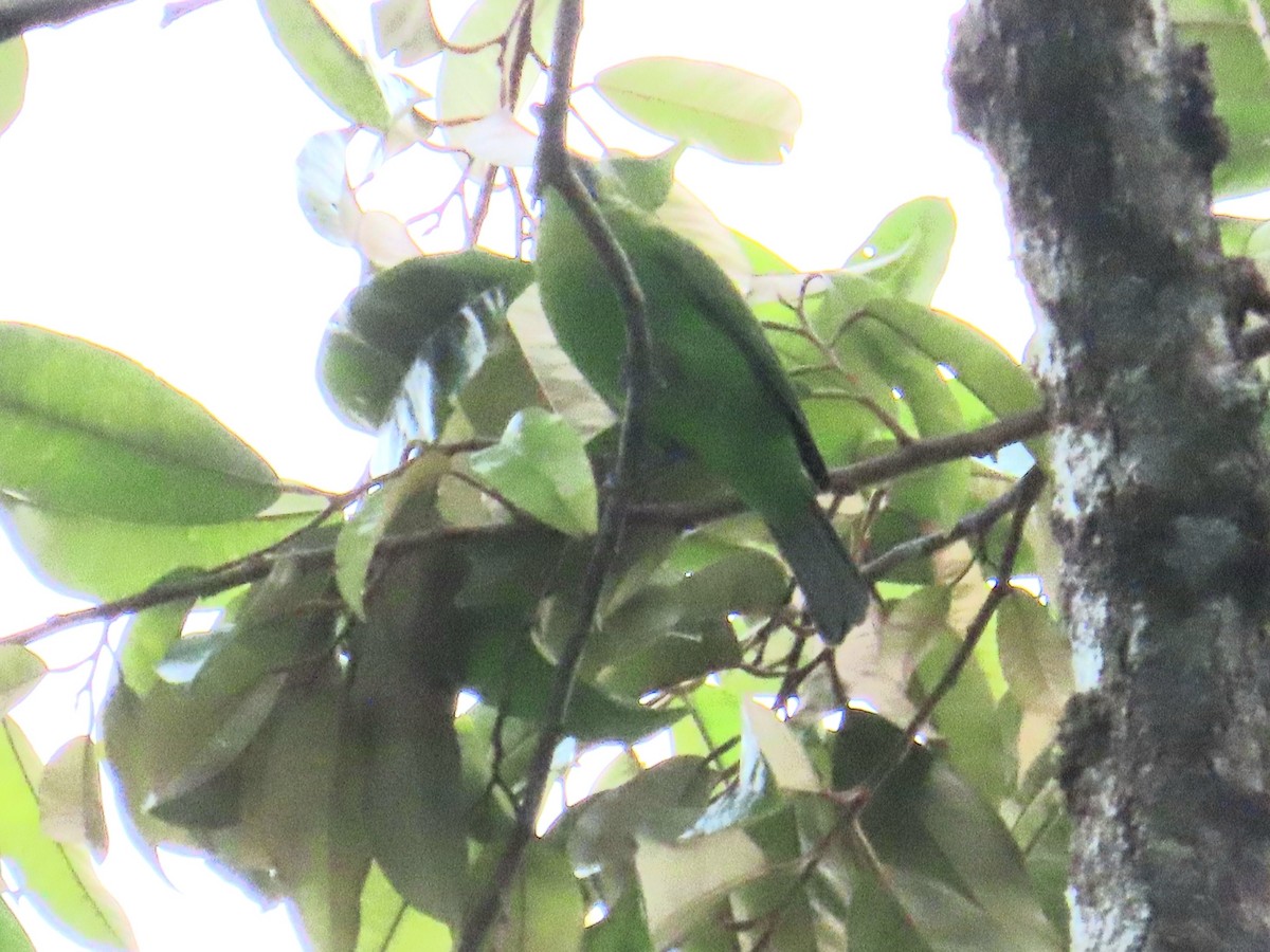 Dickschnabel-Blattvogel - ML644737997