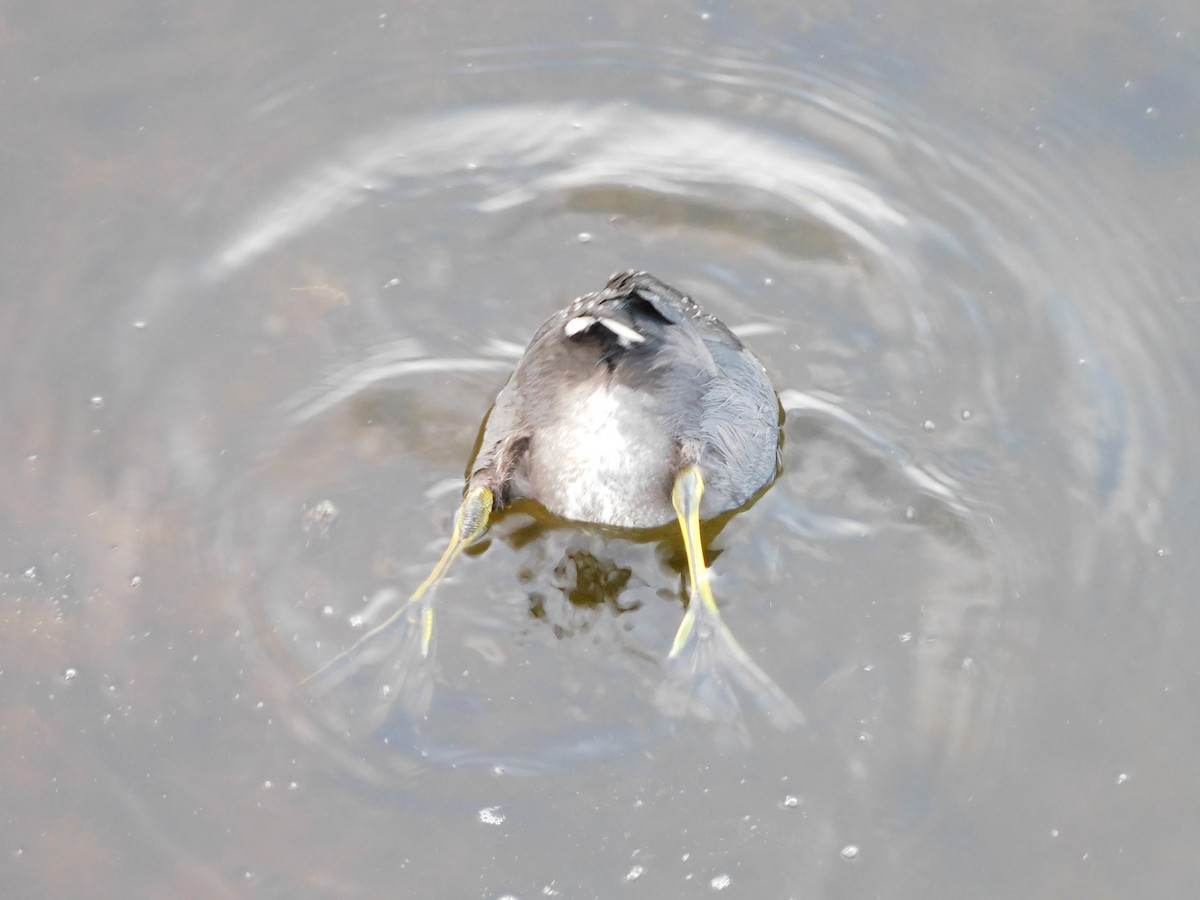 Indianerblässhuhn (rotschildig) - ML644737999