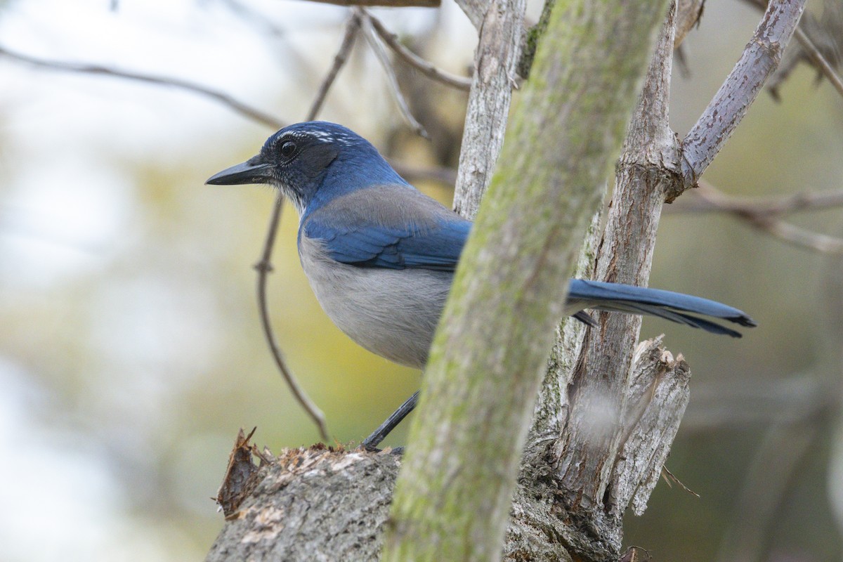 Kalifornienhäher - ML644738000