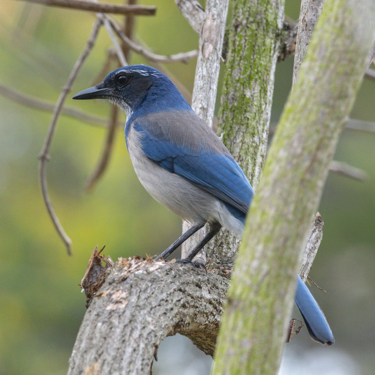 Kalifornienhäher - ML644738001