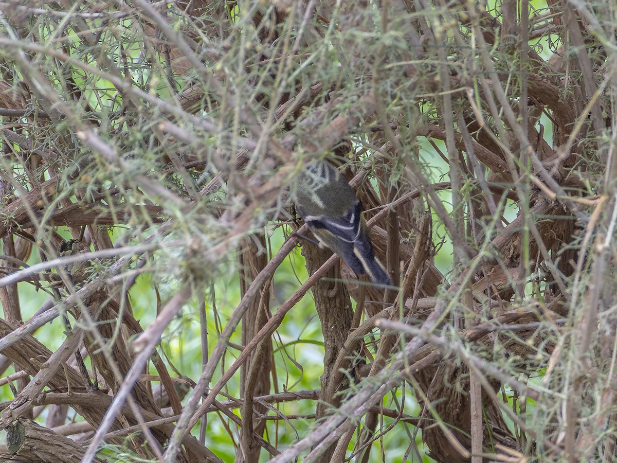 Rubingoldhähnchen - ML644738003