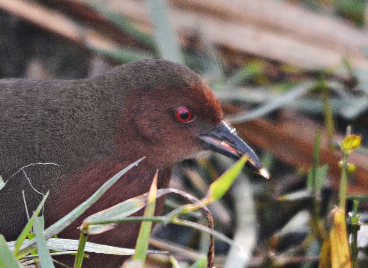 Zimtsumpfhuhn - ML644738004