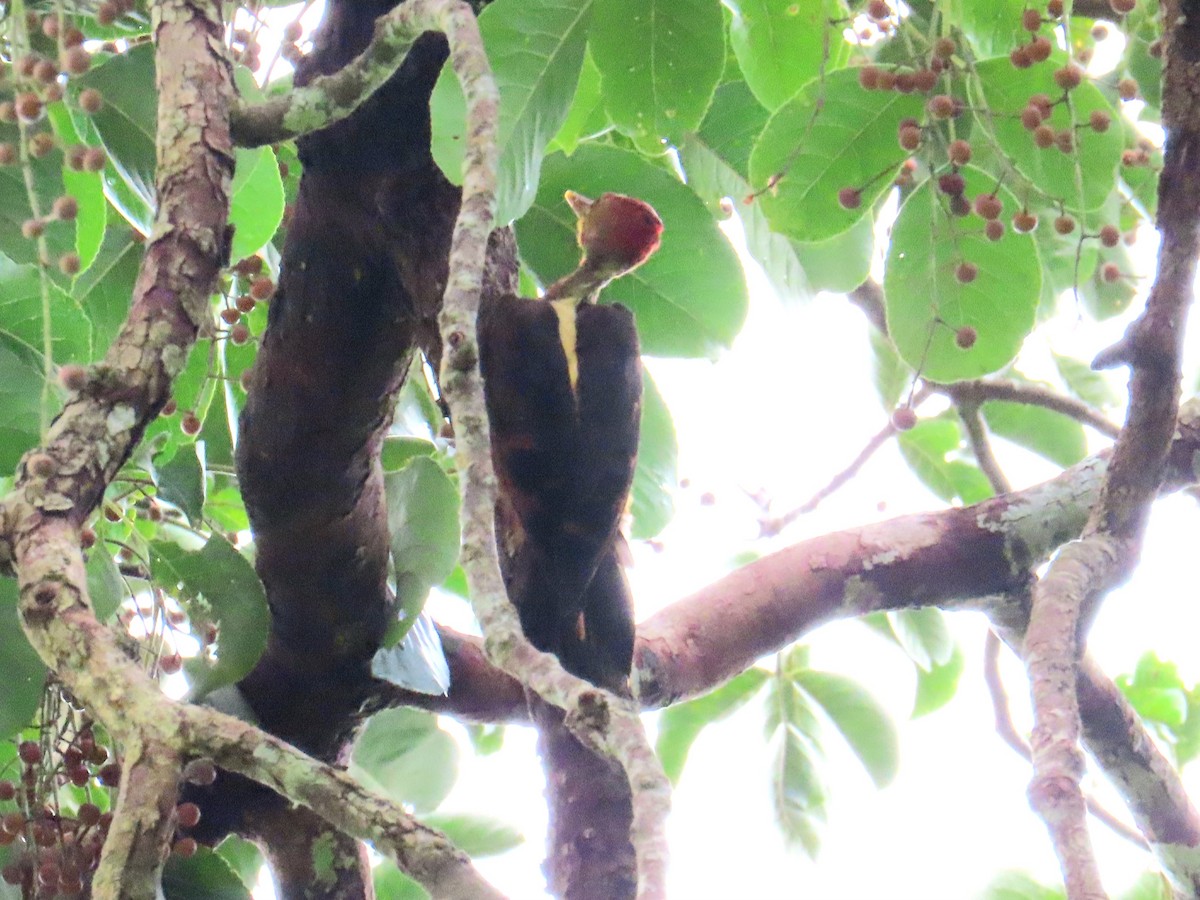 Reinwardtspecht - ML644738008