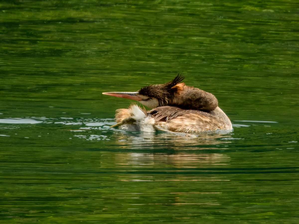 Haubentaucher - ML644738009