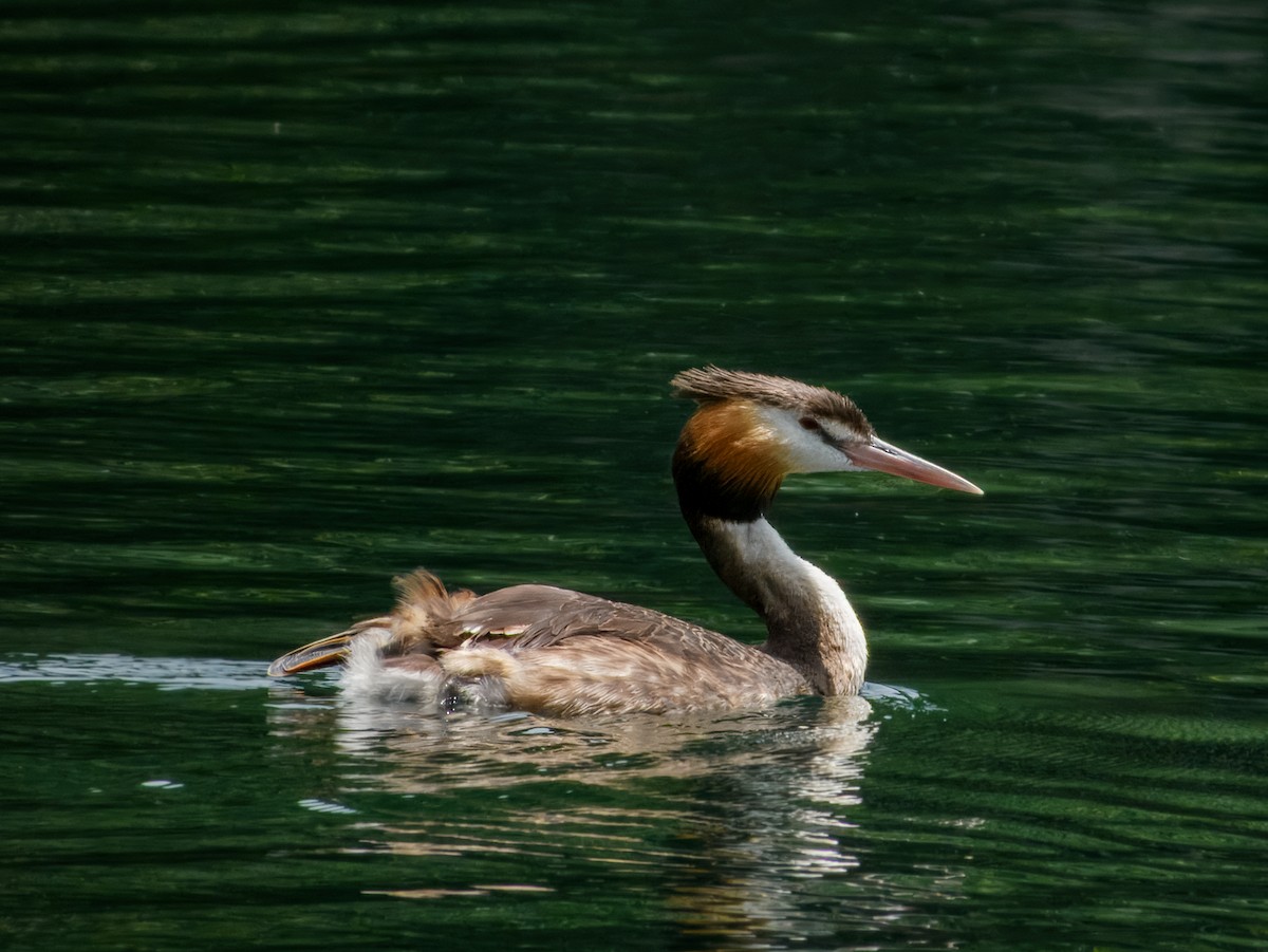 Haubentaucher - ML644738010