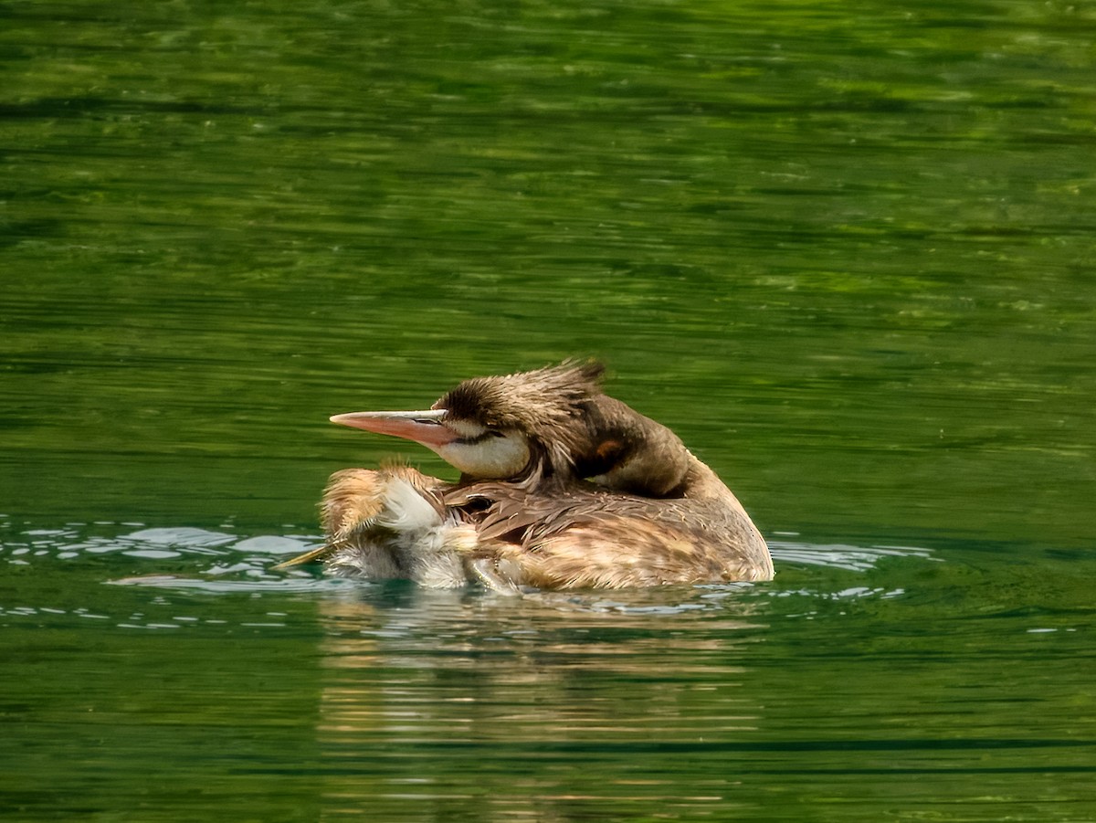 Haubentaucher - ML644738011