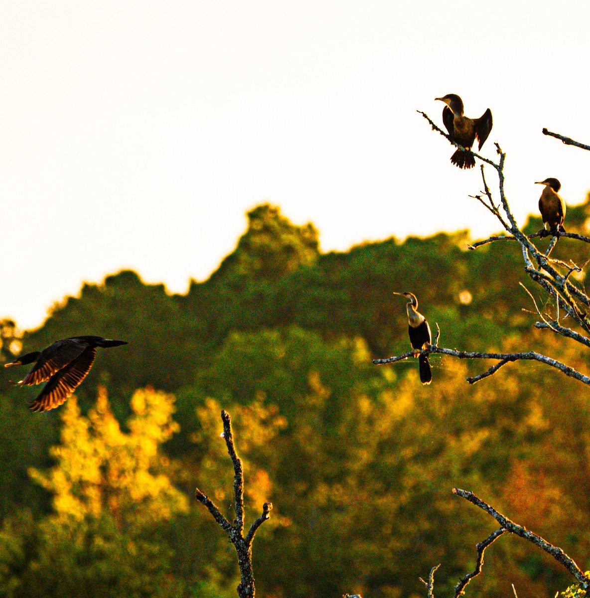 Amerika-Schlangenhalsvogel - ML644738012