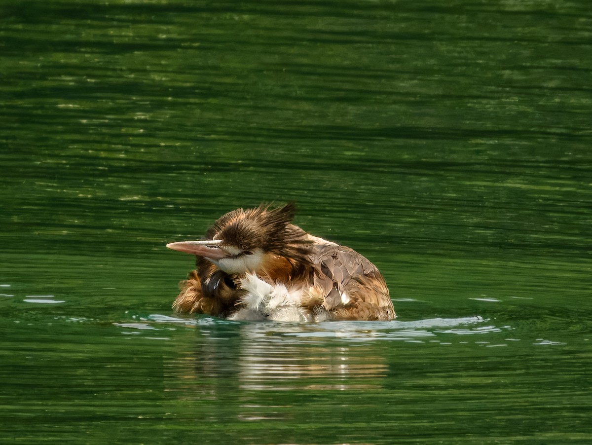 Haubentaucher - ML644738013