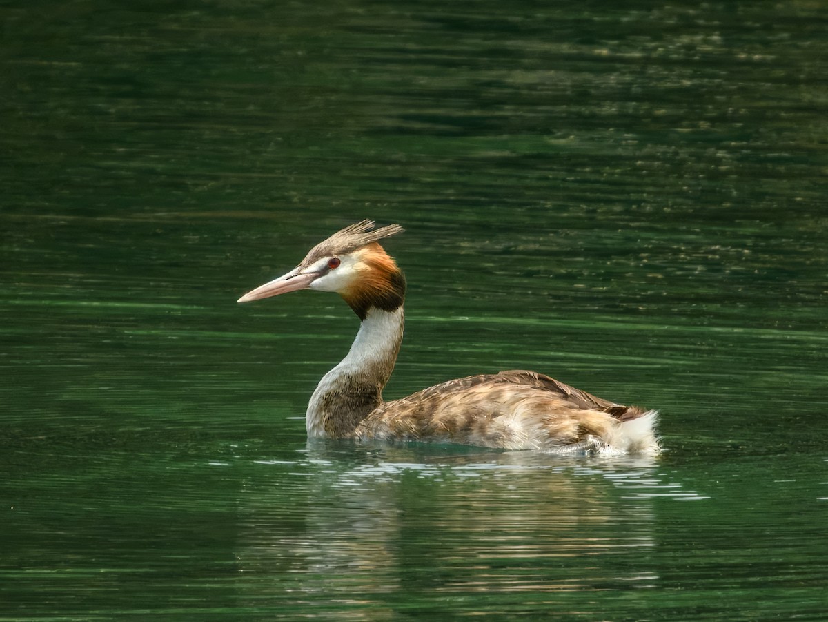 Haubentaucher - ML644738014