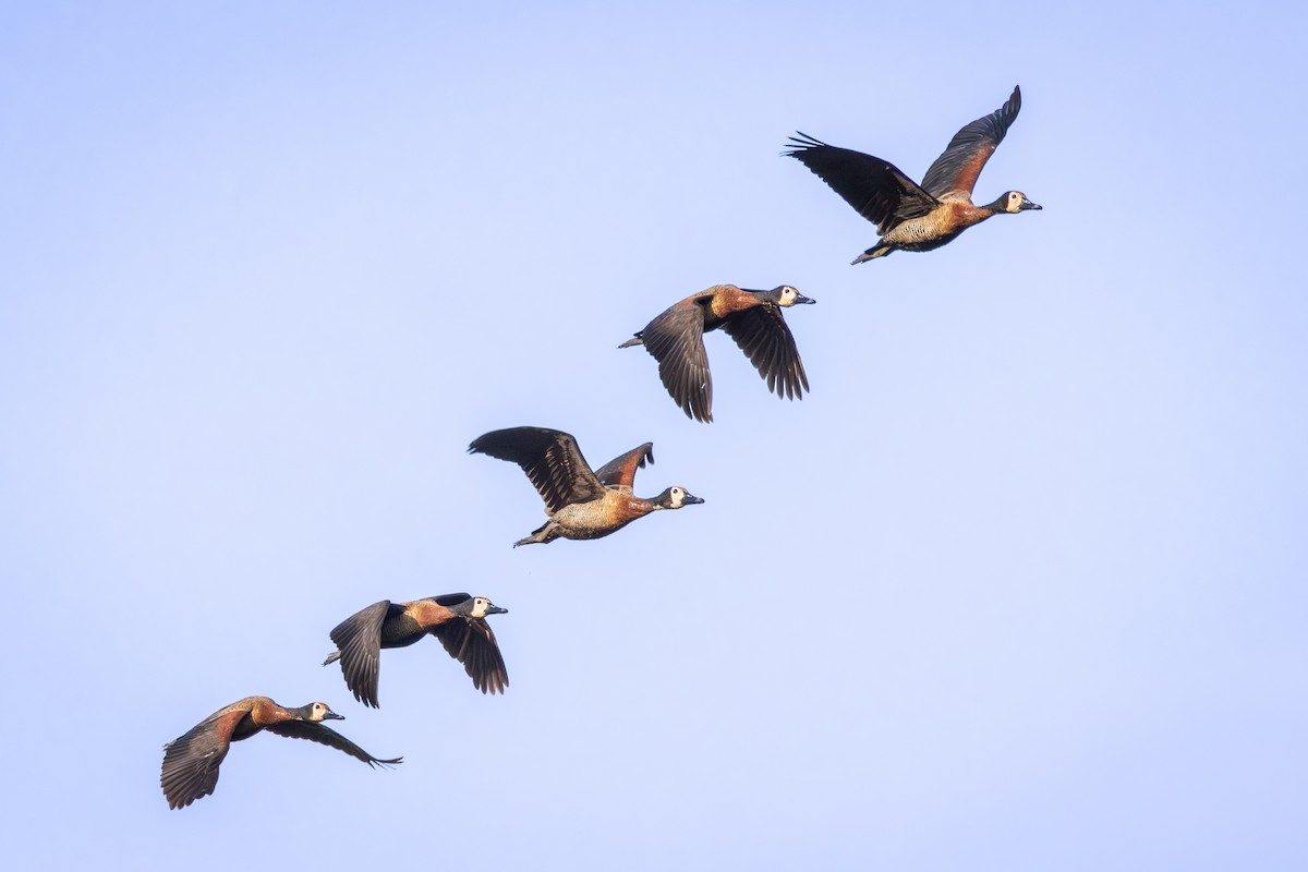 Witwenpfeifgans - ML644738020