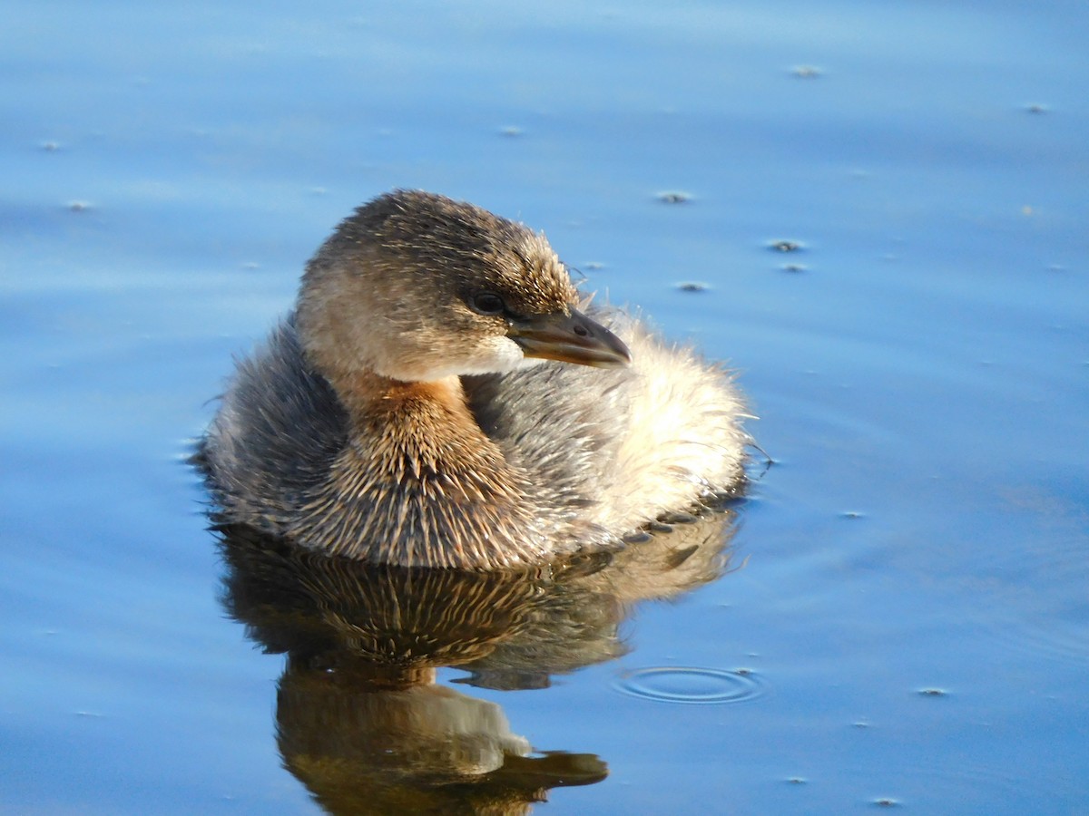 Bindentaucher - ML644738021