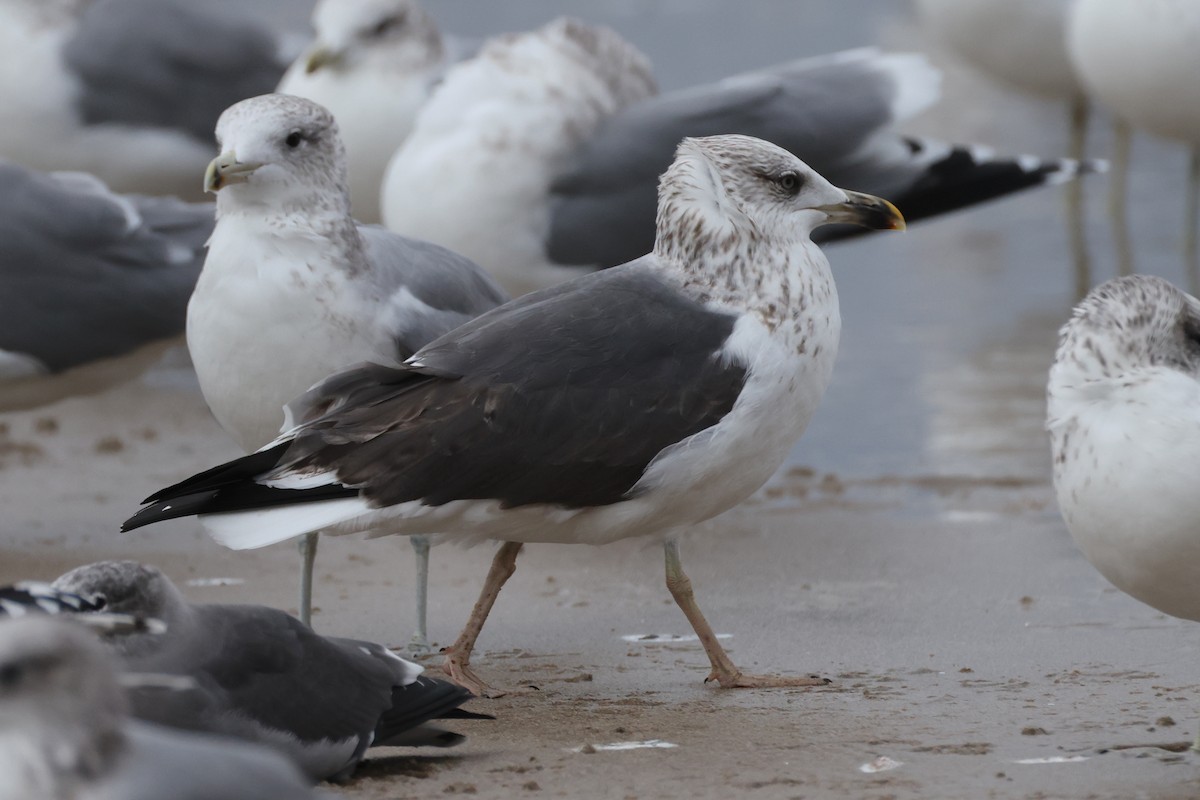 Lesser Black-backed Gull - ML644738022