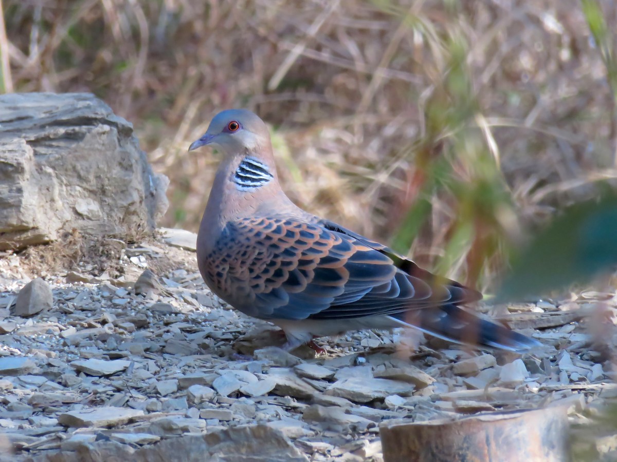 Orientturteltaube - ML644738023