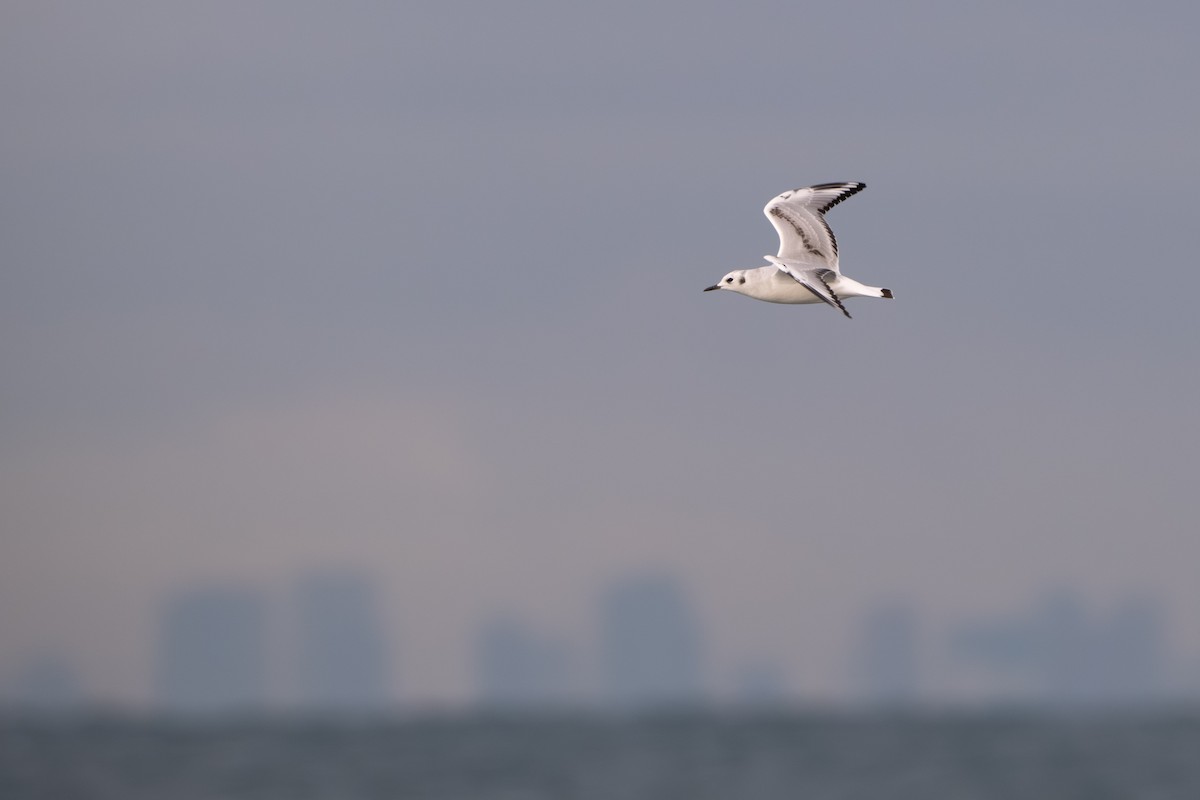 Bonapartemöwe - ML644738024