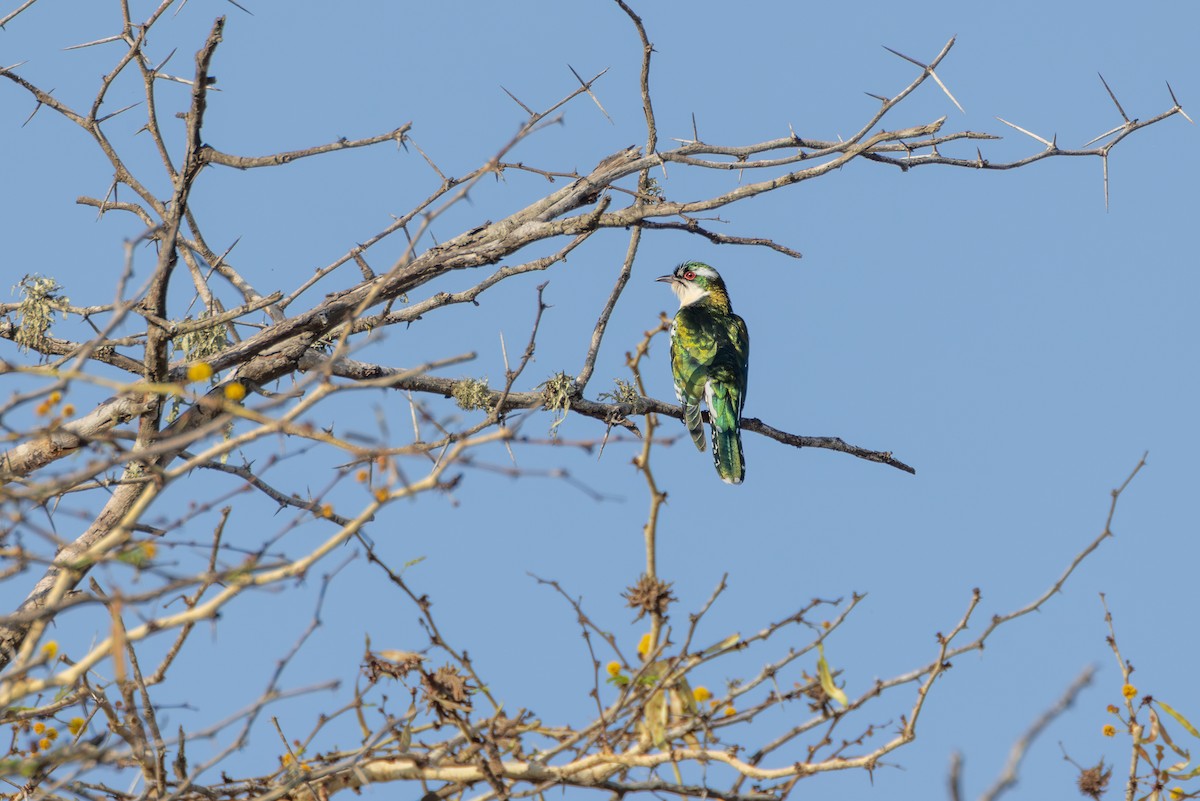 Goldkuckuck - ML644738025