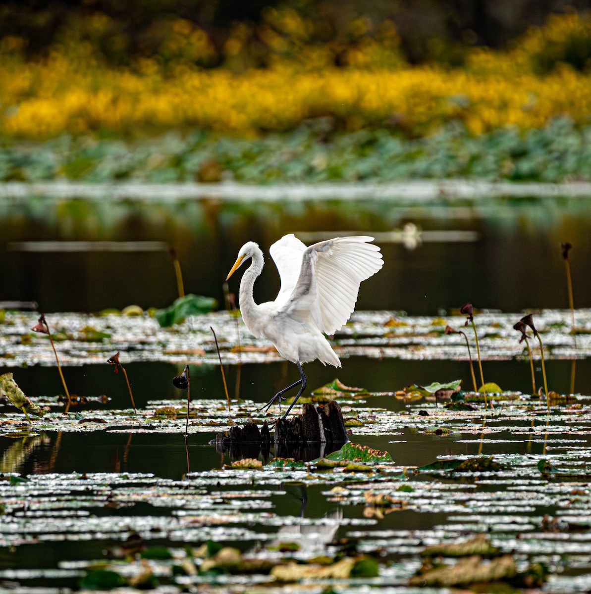 Silberreiher - ML644738026