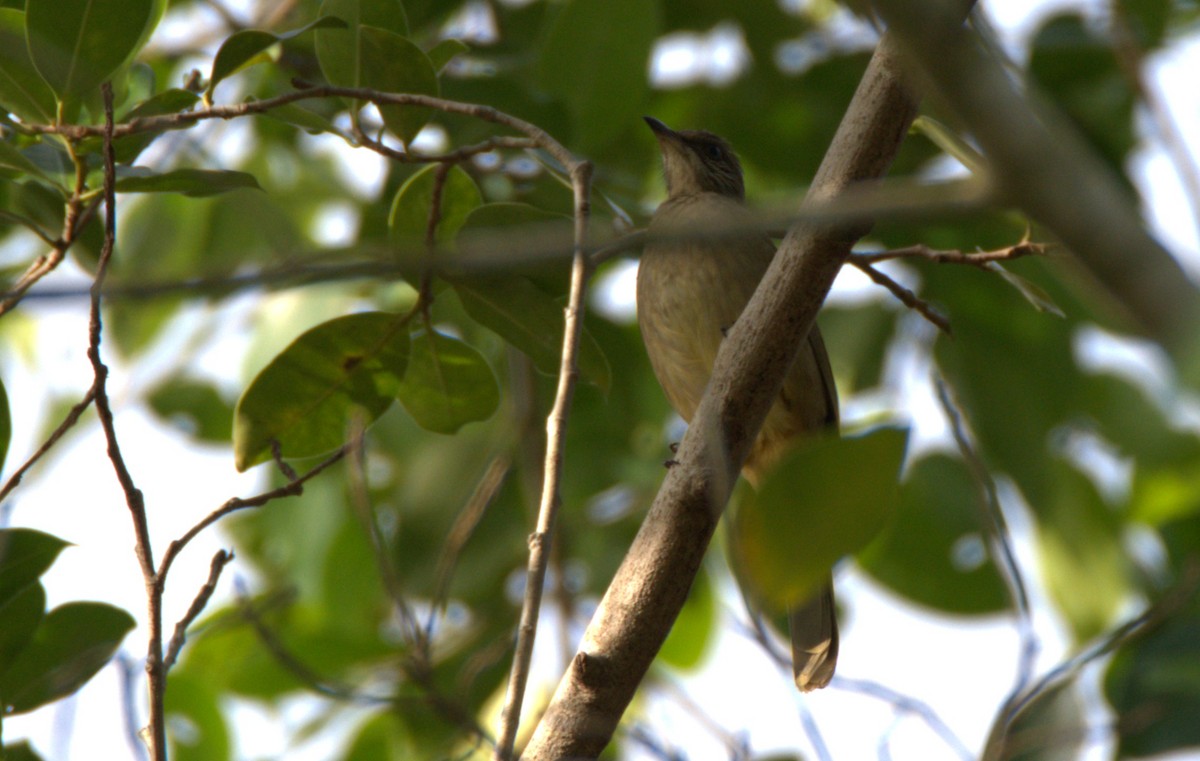 Strichelwangenbülbül - ML644738027