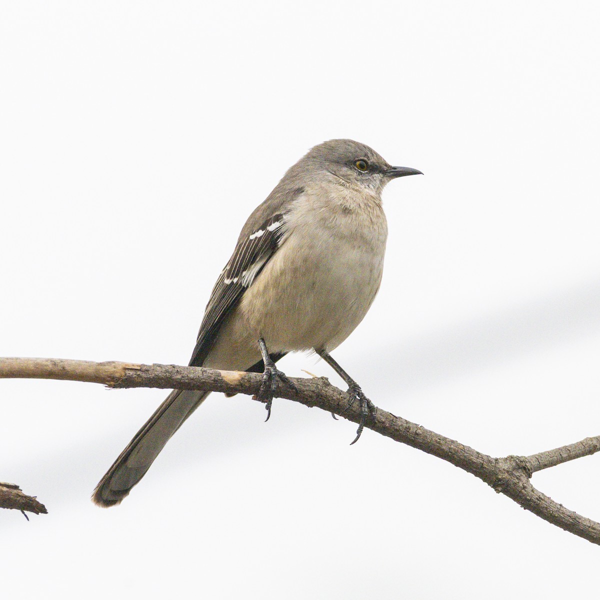 Gartenspottdrossel - ML644738029