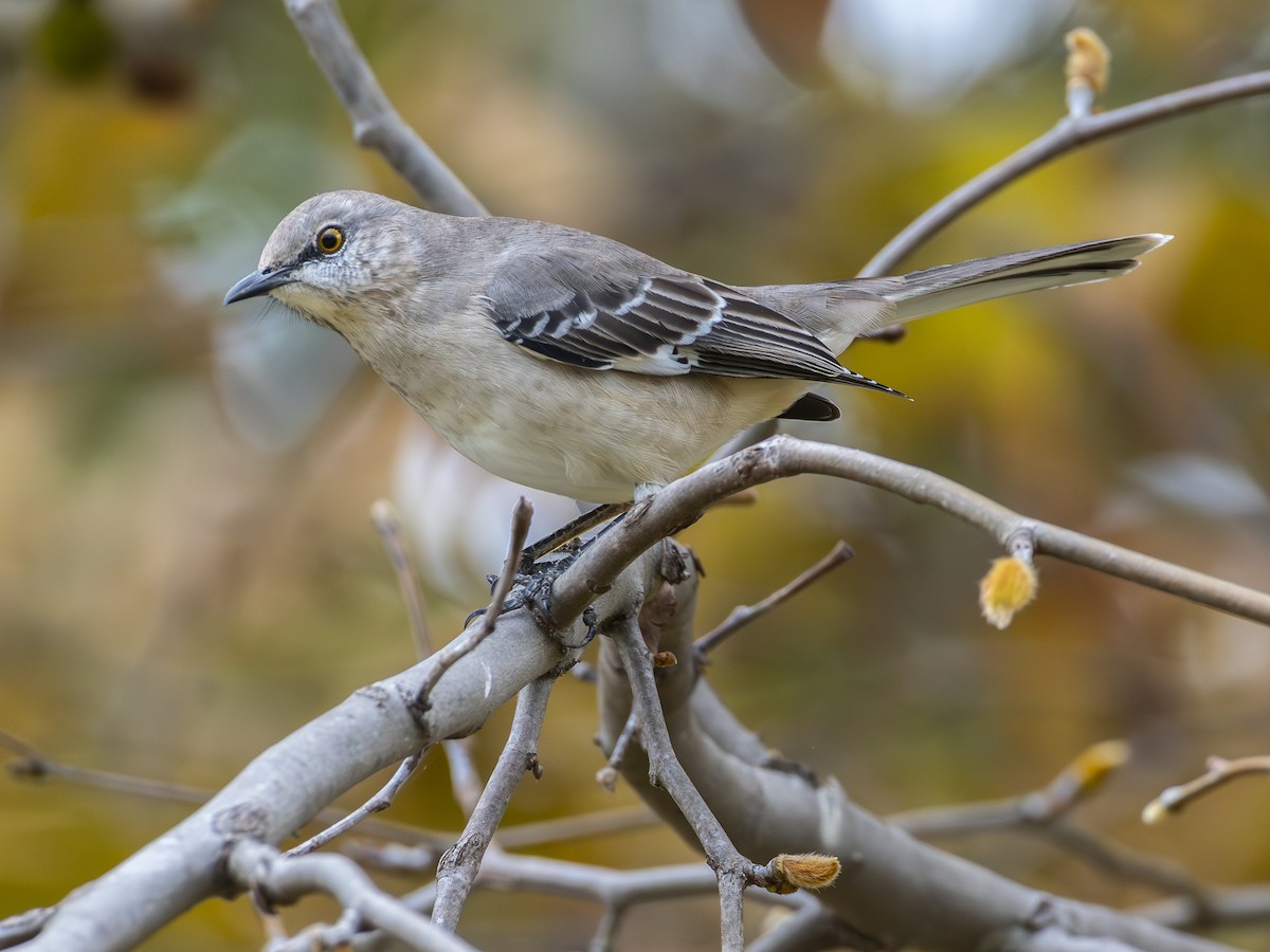 Gartenspottdrossel - ML644738030