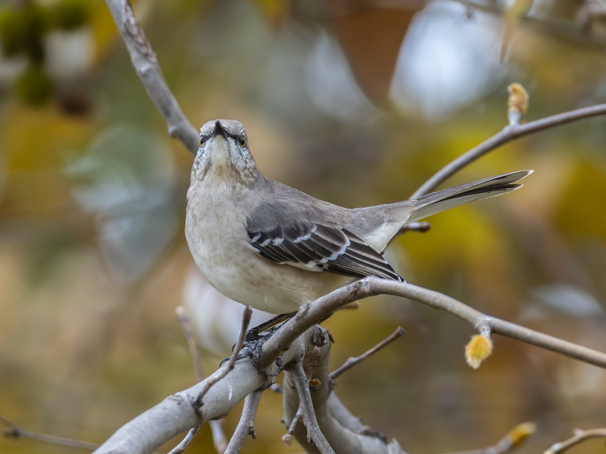 Gartenspottdrossel - ML644738031