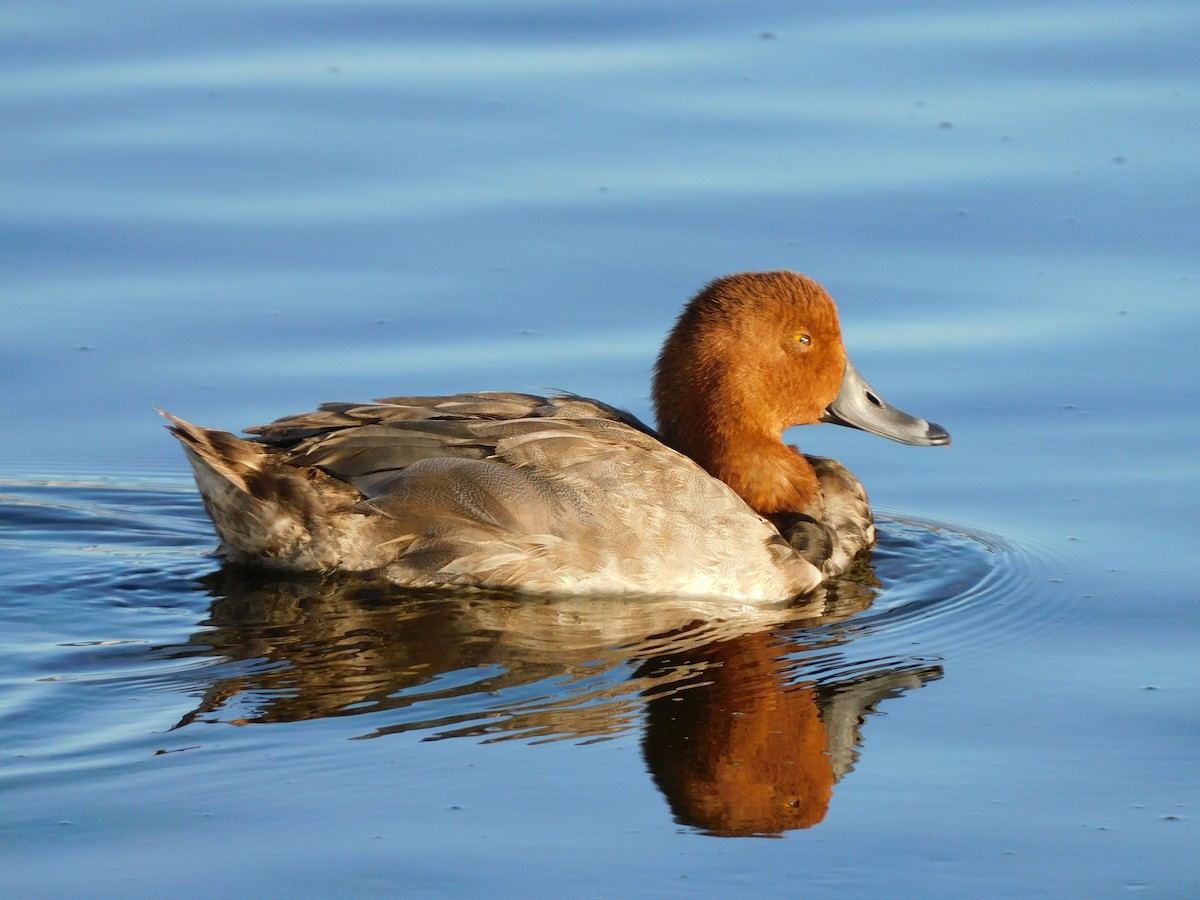 Rotkopfente - ML644738032