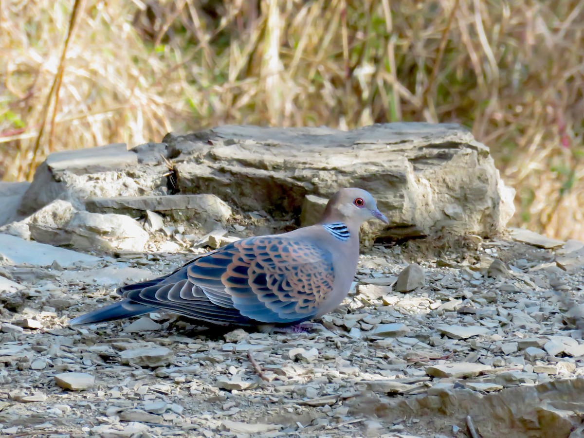 Orientturteltaube - ML644738034