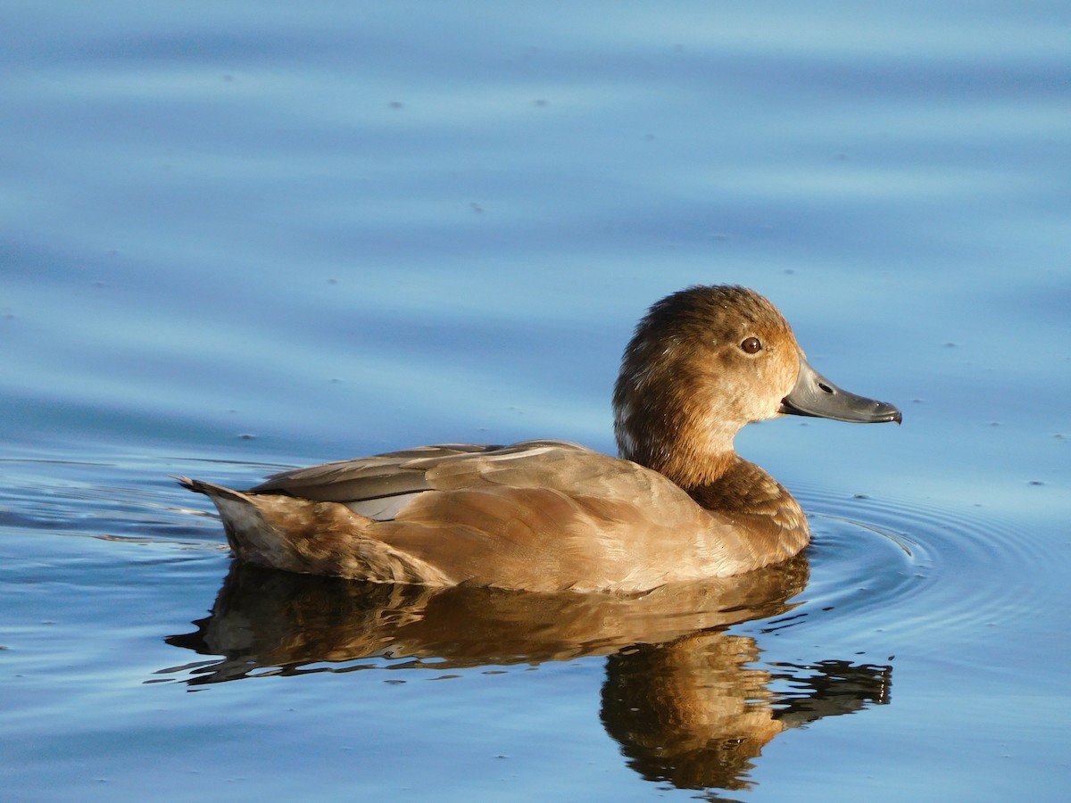 Rotkopfente - ML644738035