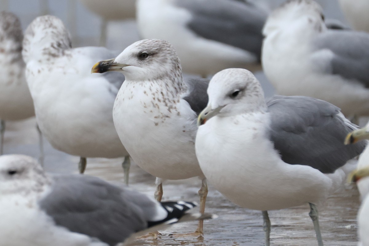 Lesser Black-backed Gull - ML644738036