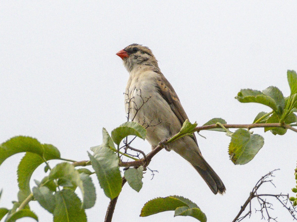 Dominikanerwitwe - ML644738037