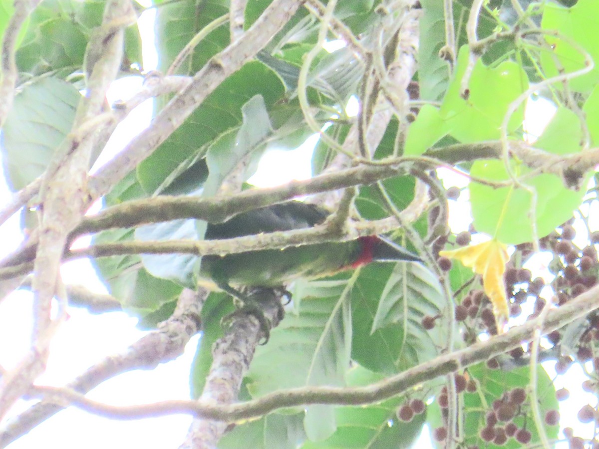 Red-throated Barbet - ML644738063