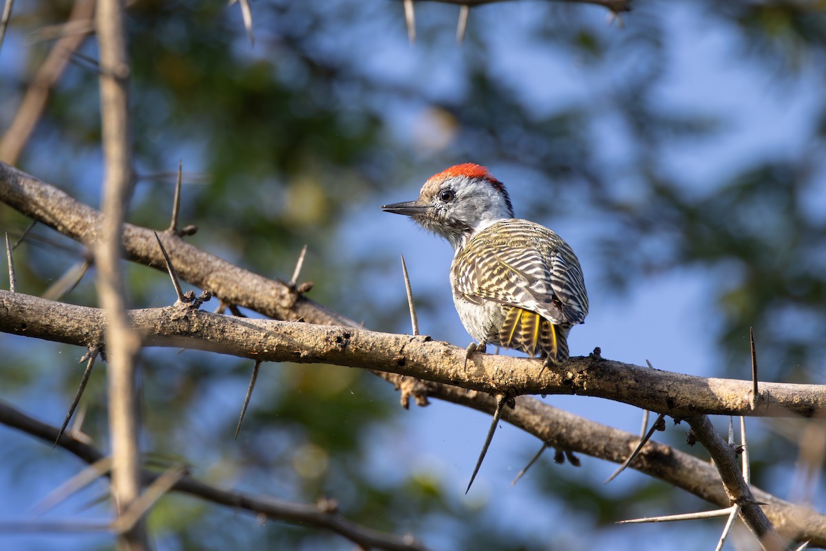 Cardinal Woodpecker - ML644738065