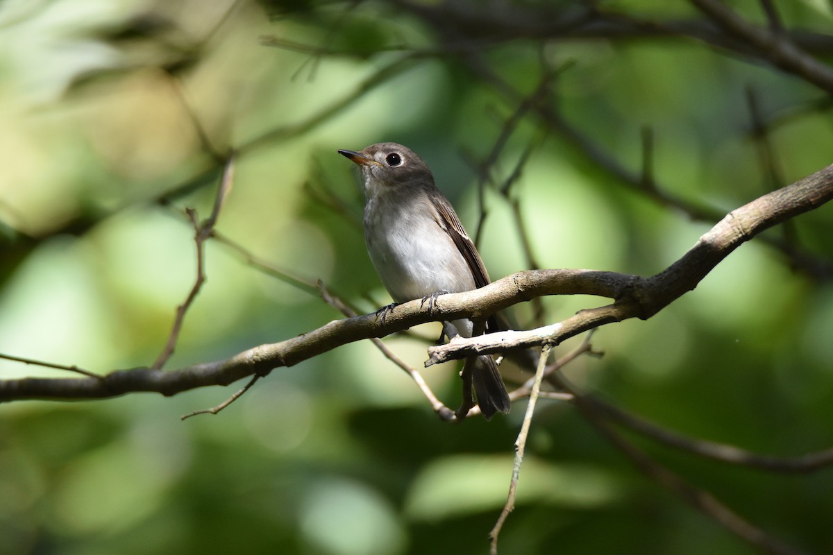 lejsek asijský - ML644738066