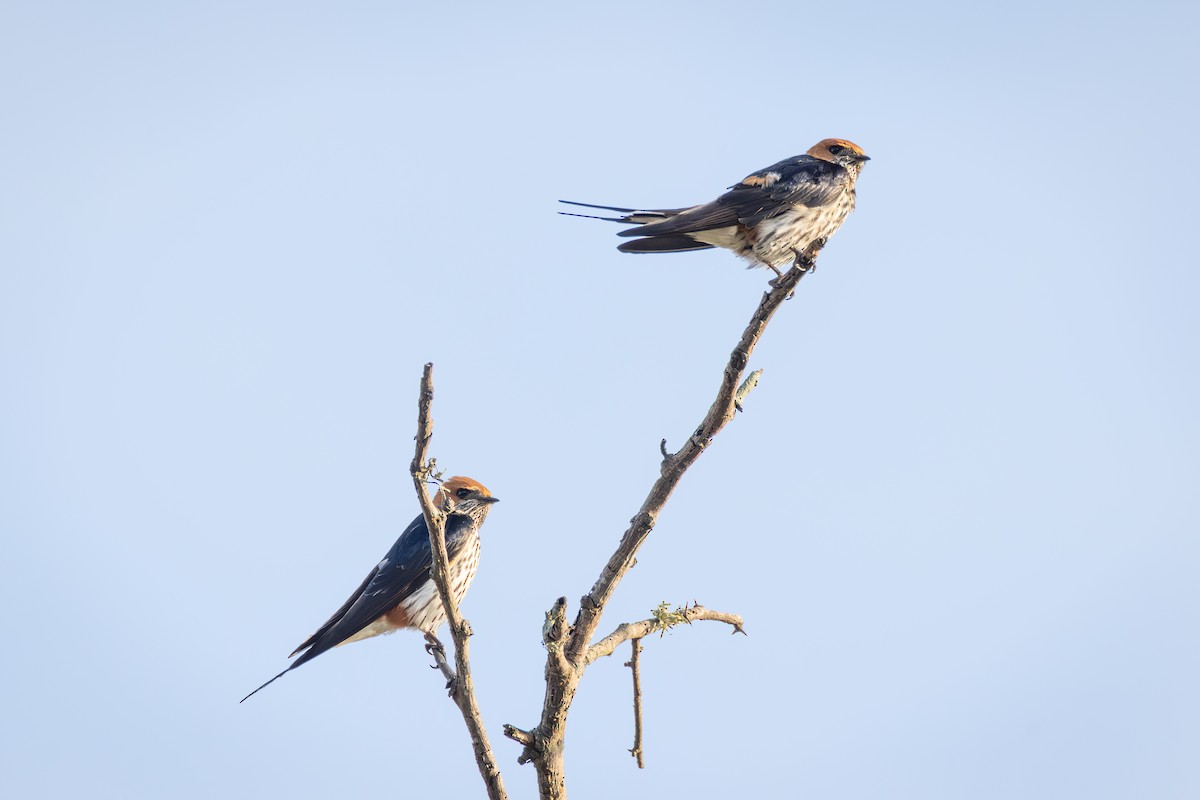 コズアカコシアカツバメ - ML644738072