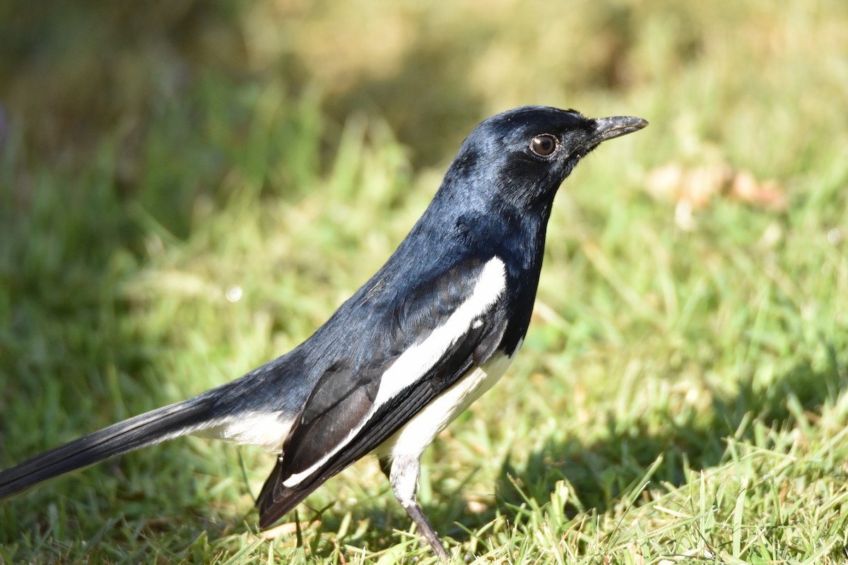 Oriental Magpie-Robin - ML644738075
