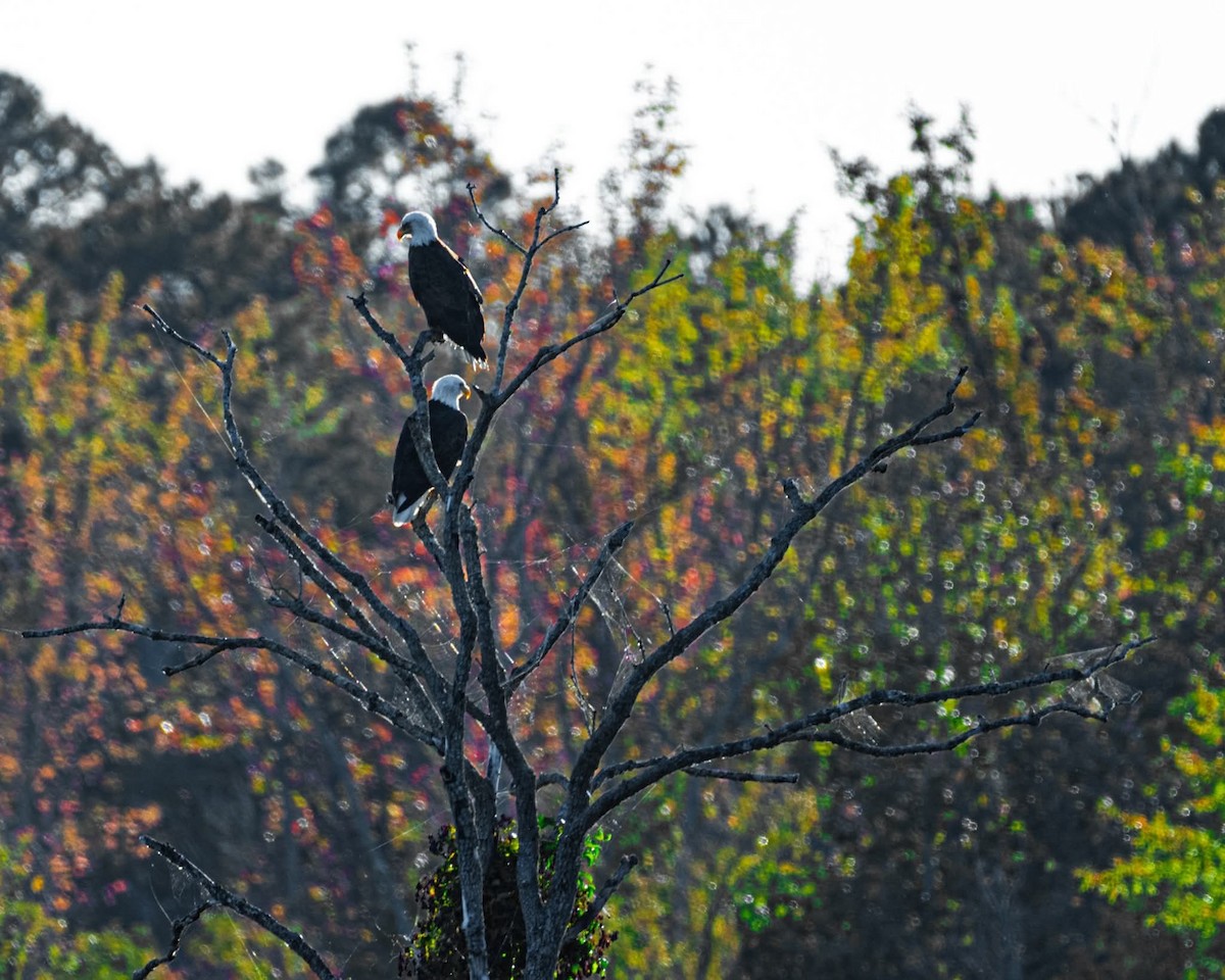 Pygargue à tête blanche - ML644738076