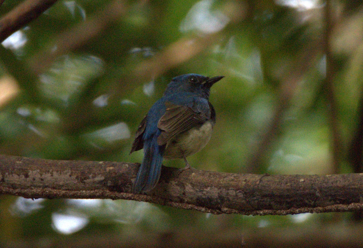 Hainan Blue Flycatcher - ML644738077