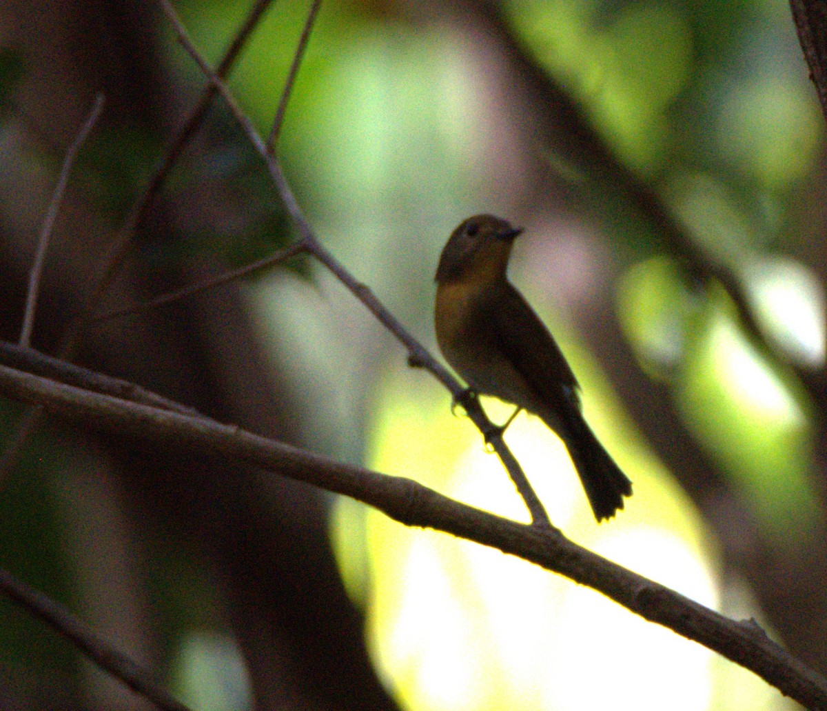 Hainan Blue Flycatcher - ML644738079